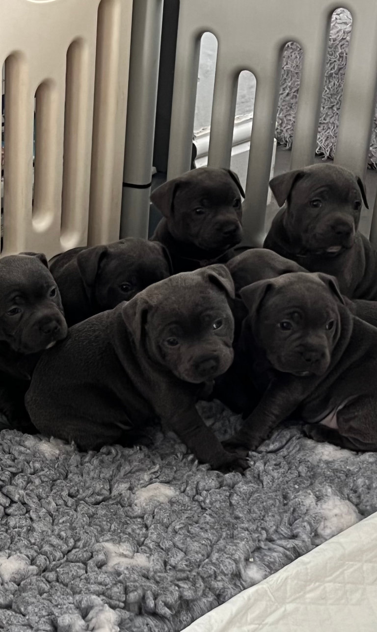 Fell End Staffordshire Bull Terriers